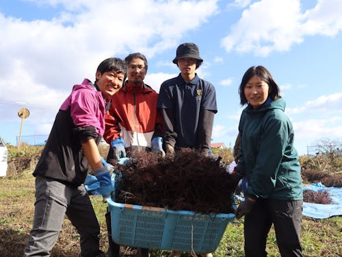 加美町地域おこし協力隊活動の様子（薬用植物「ムラサキ」の収穫）