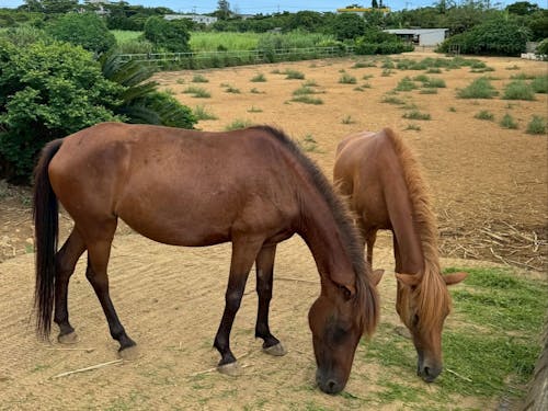 のんびり過ごす宮古馬