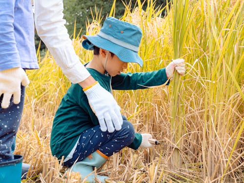 Part.2:稲刈り体験と収穫祭の様子