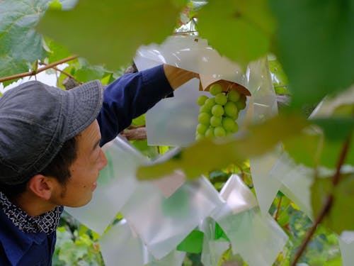 シャインマスカットの収穫はもう少し