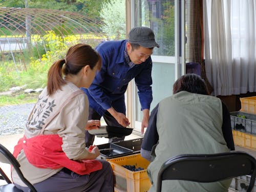 収穫作業にはカンタさんファンがお手伝いしにやってきていました
