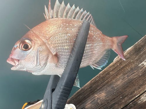 あなたの好きなお魚は？？