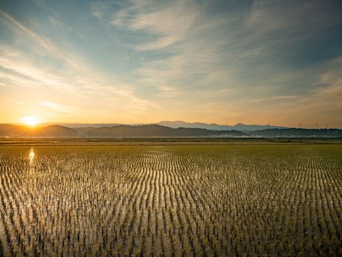 田植えを終えたばかりの田んぼと山腹の風車群