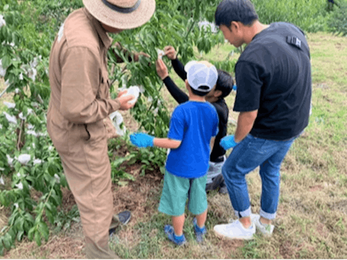 桃について教わりながら収穫体験!