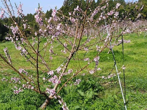 お花見はすももの木で…なんてことも。