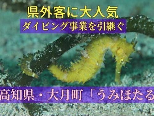 タツノオトシゴも泳ぐ豊かな海
