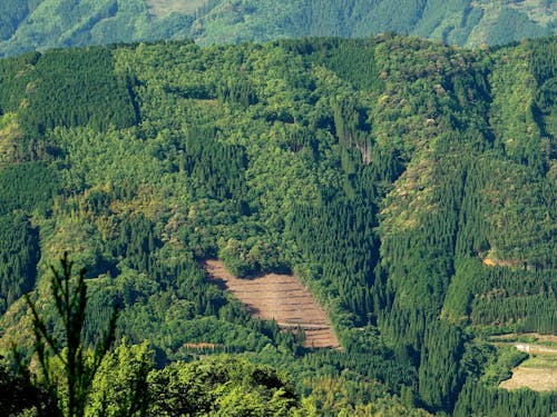 「モザイク林相」と呼ばれるパッチワークのような山模様