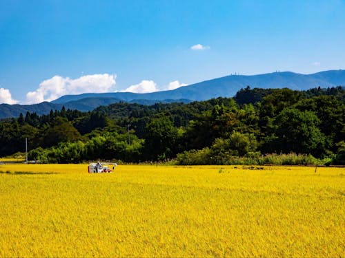 稲刈り中の秋の風景