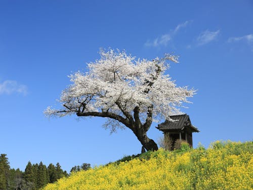 春には美しい桜がたくさん咲き誇ります