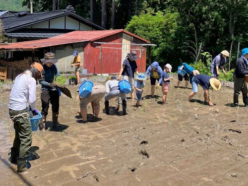 5月に開催した田植えイベント。収穫のバトンを受け取ろう！