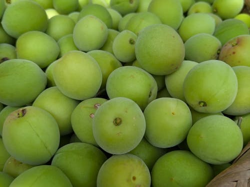 南高梅を収穫しました♪