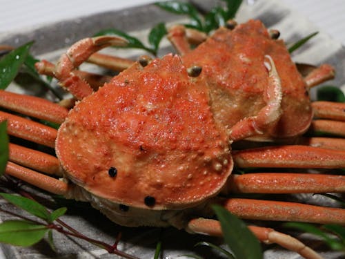 蟹シーズン到来です