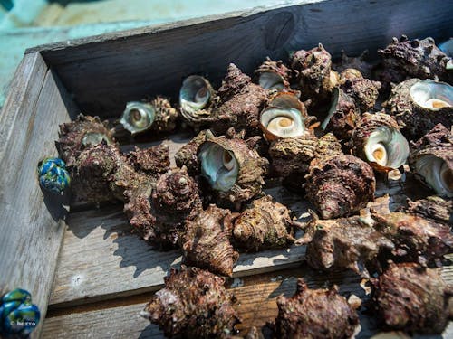 漁協のセリに出すために、採ったサザエはトロ箱へ。