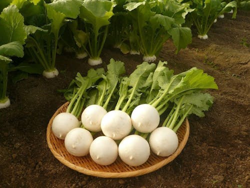 野辺地町の特産品「野辺地葉つきこかぶ」