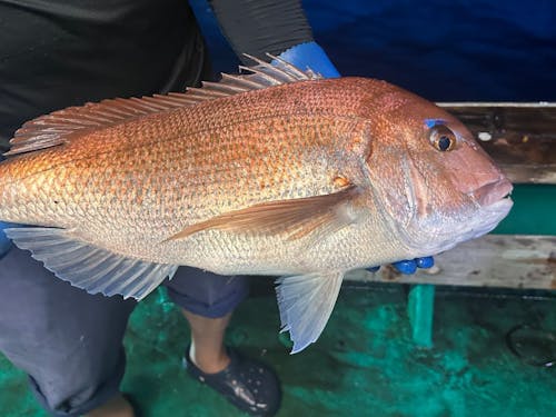 森林が豊かだからこそ取れる魚種も豊富で、島の恵みをいただくことができます