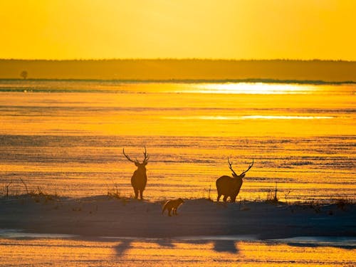 野生動物が間近で見られるのも別海町の魅力の1つ。鹿やキツネとも遭遇できます!