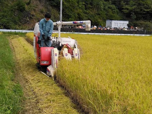 めぐりん米収穫の様子
