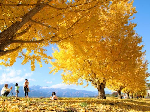 渡場地区のイチョウ並木