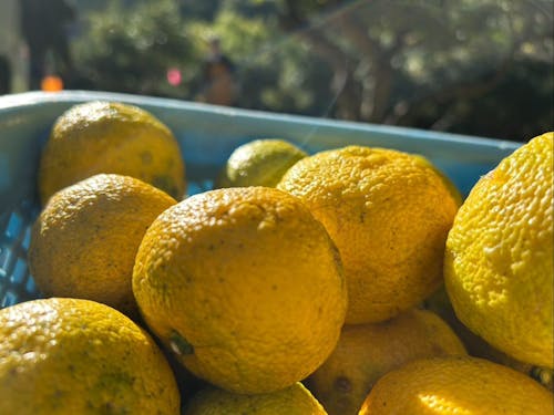 たくさんのゆずが収穫できました🙌（昨年度）