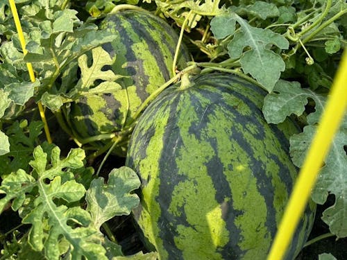 1年目からすいかで黒字経営をスタートしています