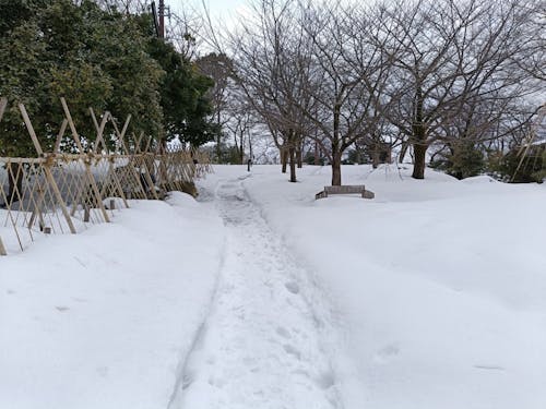 引っ越した日の高岡古城公園の様子。数年に一度レベルの大雪の翌日で、このような状態