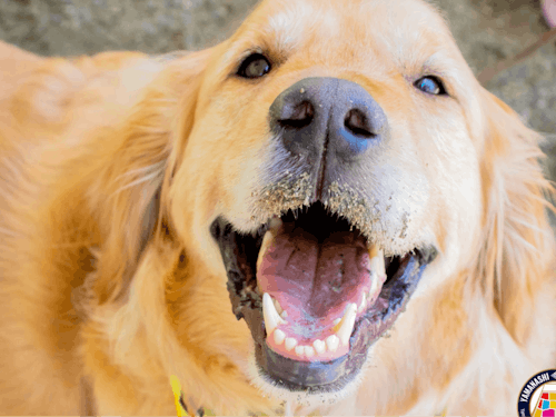 「ペット防災」にも着手