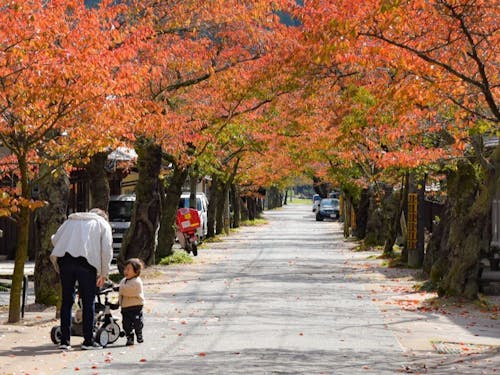 もうすぐ秋!桜並木の紅葉が楽しみです!