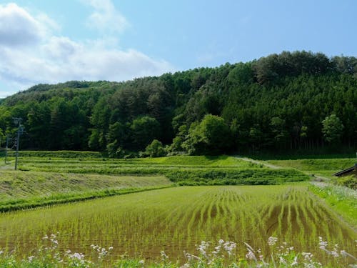 この田んぼの稲刈りを行います!