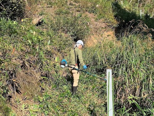 下刈り作業の様子