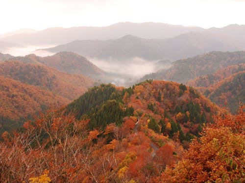 小入谷の雲海と紅葉