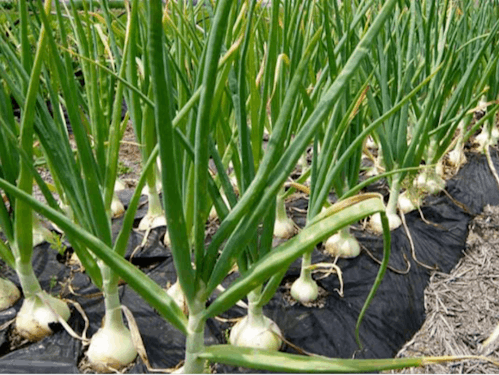 玉ねぎも名産の一つです!