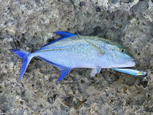 釣り好きな方はお声がけいただければご案内します！