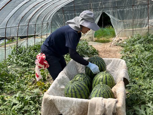 スイカ農家のお手伝い