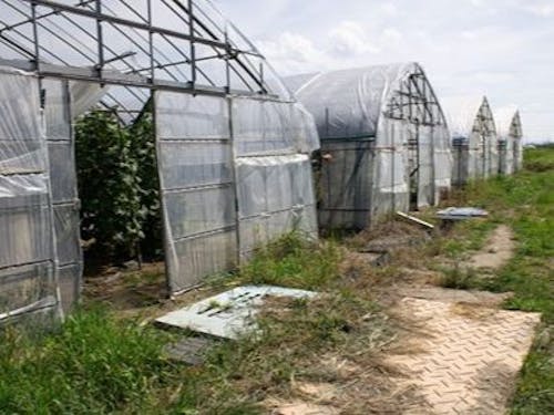 ちょうど夏野菜から冬野菜への移行を始める頃。ハウスの中も模様替えです。