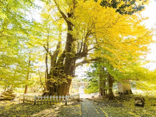 根岸のいちょう