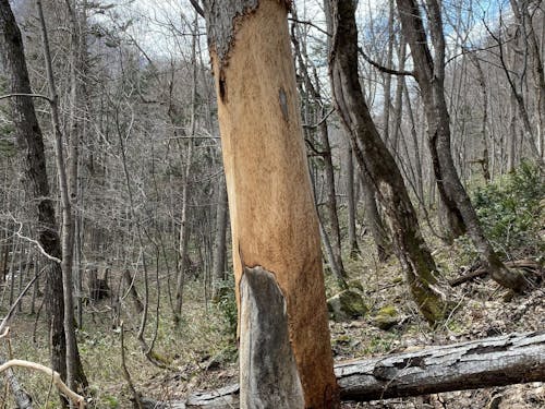 エゾシカに食べられた樹皮