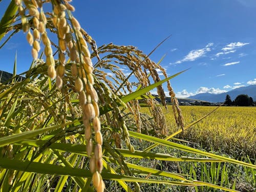 今まさに、秋の稔りの季節です🌾