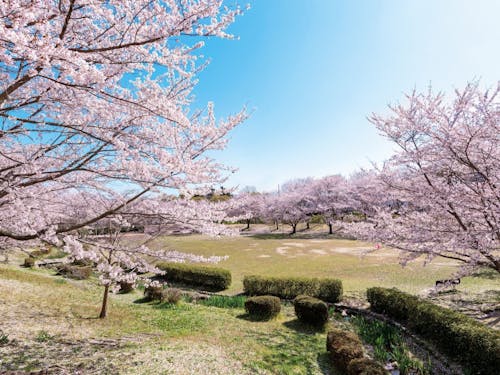 石部の丘陵地にあり地元の人に愛される「じゅらくの里」の桜