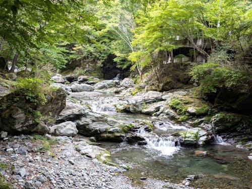 魚が飛び回る上流の澄んだ水