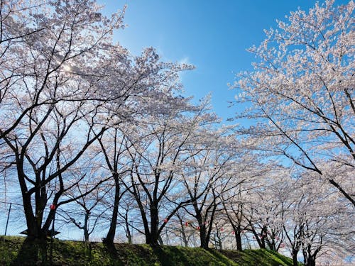 紅屋峠千本桜森林公園
