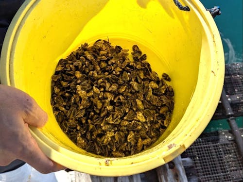 バスケットに入る直前の牡蠣の三倍体種苗