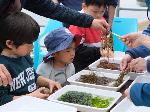 海藻押葉体験に参加する子どもたち
