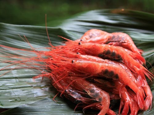甘えびのお造りで、ご飯が止まらない。