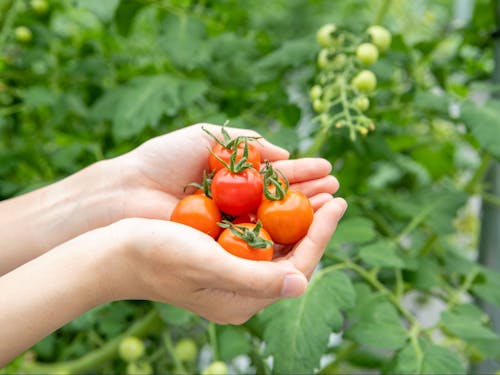 あるいは、椎葉村で生産されているミニトマトの活用なんかも有り