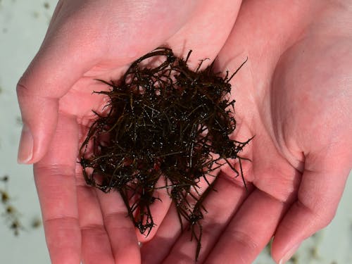 見た目は地味かもしれませんが、海藻が私たちの生活を支えてくれています