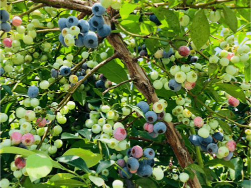 小川の果物(ブルーベリー)