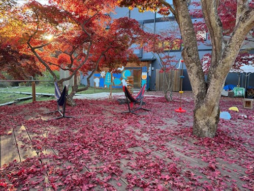 真っ赤な紅葉は最高です