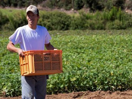 富津のほこほこさつまいもが収穫できました