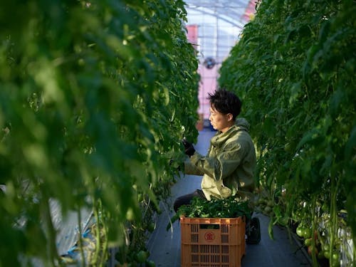 ポモナファームは気候変動に脅かされる農業を持続させるべく頑張っています!!