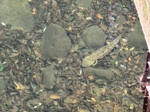 野生のオオサンショウオがいます